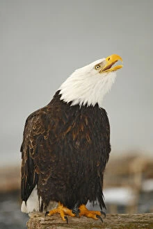 USA, Alaska, Homer. Bald eagle sitting on log calling