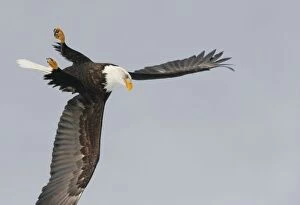 Images Dated 4th March 2006: USA, Alaska, Homer. Bald eagle upside down start of dive for prey. Credit as: Arthur