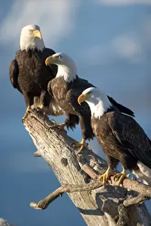 Daylight Prints: USA, Alaska, Homer, Bald Eagles (Haliaeetus leucocephalus) roost on driftwood perch
