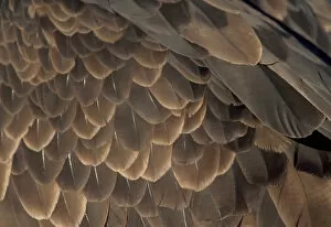 USA, Alaska, Homer, Close-up of Bald Eagles feathers (Haliaeetus leucocephalus)