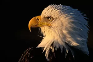 Images Dated 16th October 2006: USA, Alaska, Homer, Close-up portrait of Bald Eagle (Haliaeetus leucocephalus) along