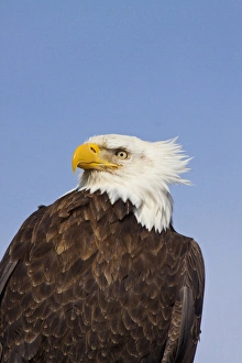 Images Dated 16th March 2009: USA; Alaska; Homer; Eagle Portriat in Morning Light