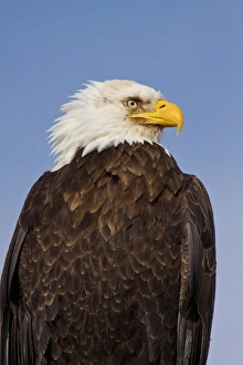 National Prints: USA; Alaska; Homer; Eagle Portriat in Morning Light