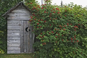 Images Dated 17th July 2005: USA, Alaska, Homer. An outhouse built in 1929 is surrounded by blooming elderberrys