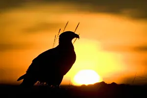USA, Alaska, Homer, Silhouette of Bald Eagle (Haliaeetus leucocephalus) sitting