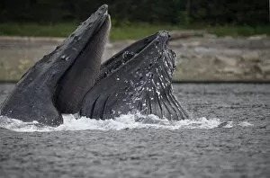 Images Dated 22nd August 2007: USA, Alaska, Hoonah, Close-up of Humpback Whale (Megaptera novaengliae) lunging