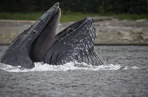Images Dated 22nd August 2007: USA, Alaska, Hoonah, Close-up of Humpback Whale (Megaptera novaengliae) lunging
