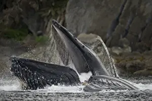 Endangered Specie Prints: USA, Alaska, Hoonah, Close-up of Humpback Whale (Megaptera novaengliae) lunging