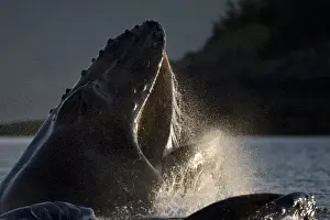 USA, Alaska, Hoonah, Close-up of Humpback Whale (Megaptera novaengliae) lunging