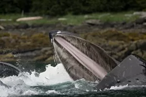 Images Dated 17th August 2007: USA, Alaska, Hoonah, Humpback Whale (Megaptera novaengliae) opening mouth as it lunges