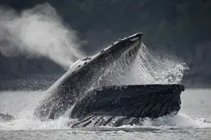 Endangered Specie Prints: USA, Alaska, Hoonah, Humpback Whale (Megaptera novaengliae) opens mouth while lunging