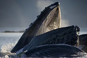 Endangered Specie Prints: USA, Alaska, Hoonah, Humpback Whales (Megaptera novaengliae) lunge from water while