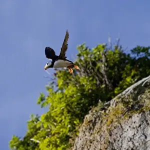 USA. Alaska. Horned Puffin at Bird Island in Lake Clark NP