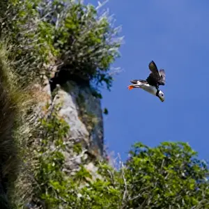 Puffin Prints: USA. Alaska. Horned Puffin at Bird Island in Lake Clark NP