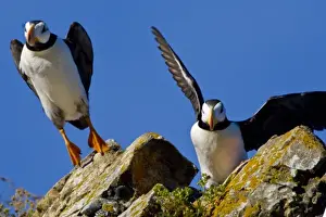 USA. Alaska. Horned Puffins at Bird Island in Lake Clark NP