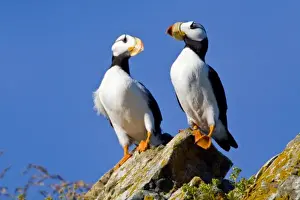 Puffin Prints: USA. Alaska. Horned Puffins at Bird Island in Lake Clark NP