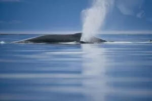 USA, Alaska, Humpback Whale and calf (Megaptera novaengliae) send up spout of spray