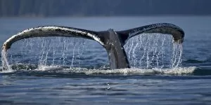 Images Dated 11th August 2007: USA, Alaska, Humpback Whale (Megaptera novaengliae) raises tail while diving