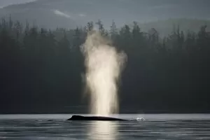 Images Dated 18th July 2007: USA, Alaska, Humpback Whale (Megaptera novaengliae) sends up spout of spray while