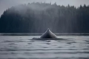 Images Dated 18th July 2007: USA, Alaska, Humpback Whale (Megaptera novaengliae) surfaces to breath in Frederick