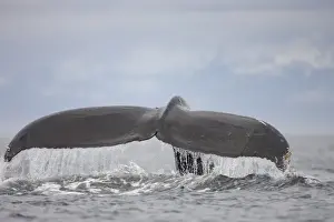 Images Dated 13th July 2007: USA, Alaska, Humpback Whale (Megaptera novaengliae) lifts tail while sounding in