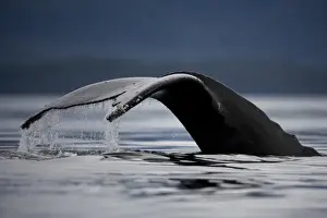 Endangered Specie Prints: USA, Alaska, Humpback Whale (Megaptera novaengliae) lifts tail while sounding in