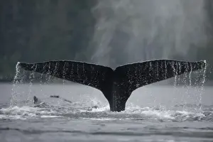 Images Dated 20th July 2007: USA, Alaska, Humpback Whale (Megaptera novaengliae) lifts tail while sounding in