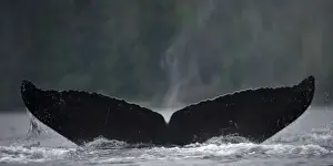 Images Dated 20th July 2007: USA, Alaska, Humpback Whale (Megaptera novaengliae) lifts tail while sounding in