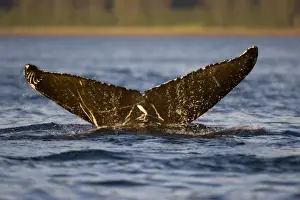 USA, Alaska, Humpback Whale (Megaptera novaengliae) raises tail while sounding along