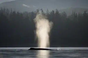 USA, Alaska, Humpback Whale (Megaptera novaengliae) sends up spout of spray while