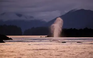 USA, Alaska, Humpback Whale (Megaptera novaengliae) sends up spout of spray while