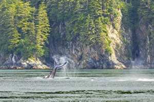 Whale Prints: USA, Alaska. Humpback whale tail lobbing
