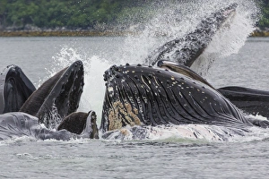 Whale Prints: USA, Alaska. Humpback whales bubble net feeding