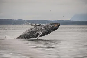 Whale Prints: Usa, Alaska. Humpback whales jumping and breaching