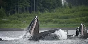 Images Dated 20th July 2007: USA, Alaska, Humpback Whales (Megaptera novaengliae) lunging from water while bubble