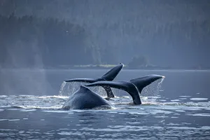 USA, North America, Alaska Prints: USA, Alaska, Humpback Whales (Megaptera novaeangliae) dive while bubble net feeding in