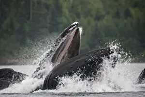 Endangered Specie Prints: USA, Alaska, Humpback Whales (Megaptera novaengliae) lunging from water while bubble