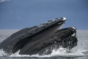 Images Dated 21st July 2007: USA, Alaska, Humpback Whales (Megaptera novaengliae) lunging from water while bubble