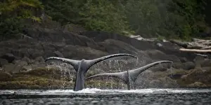 Images Dated 22nd August 2007: USA, Alaska, Humpback Whales (Megaptera novaengliae) raising their tail flukes while