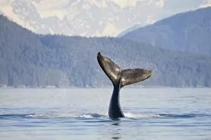 Images Dated 11th July 2006: USA, Alaska, Icy Strait. Humpback Whale calf playfully flips its tail