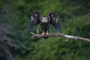 USA, Alaska, Immature Bald Eagle (Haliaeetus leucocephalus) shakes wings in rain