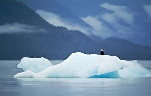 USA, Alaska, Inside Passage. Bald eagle perched on ice flow