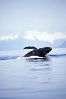 Breaching Prints: USA, Alaska, Inside Passage. Breaching humpback whale