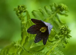 Emergence Prints: USA, Alaska, Inside Passage. Close-up of chocolate lily and fern