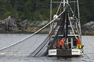 USA, Alaska, Inside Passage. Fishermen on a purse seiner haul in their catch of salmon