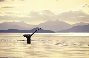 Submerged Prints: USA, Alaska, Inside Passage. Humpback whale at sunset