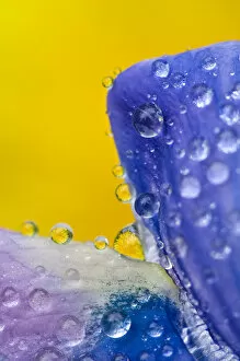 USA, Alaska, Inside Passage. Lupine with rain drops and reflected dandelions. Credit as