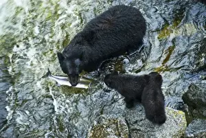 Maternal Prints: USA, Alaska, Inside Passage. Mother black bear with salmon and cubs on Anan Creek
