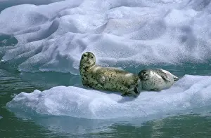 Float Prints: USA, Alaska, Inside Passage. Mother seal and pup on ice float