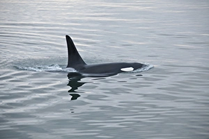 Orca Prints: USA, Alaska, Inside Passage, Orcas Cruising